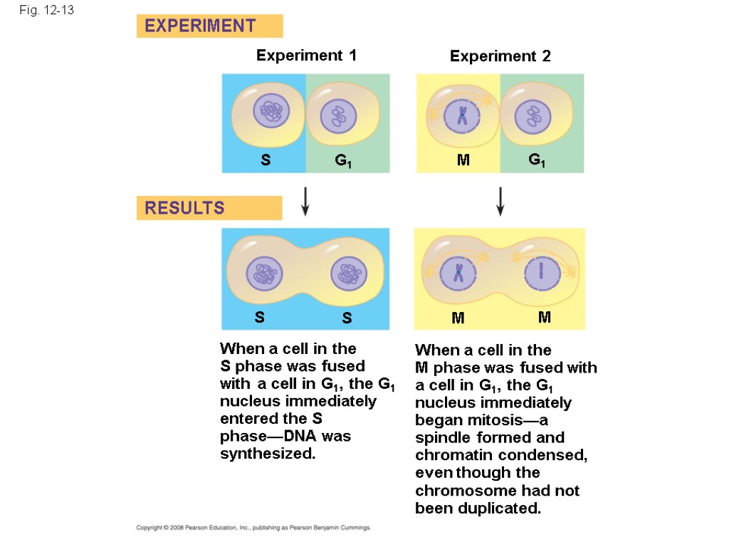 Fig. 12-13 Experiment 1 Experiment 2 EXPERIMENT RESULTS S G1 M G1 M M